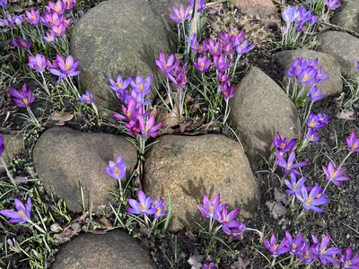 Hostagarten im Winter