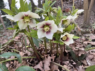 Hostagarten im Winter