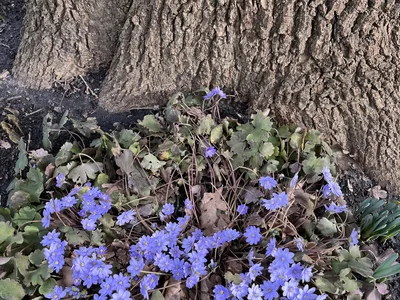 Hostagarten im Winter