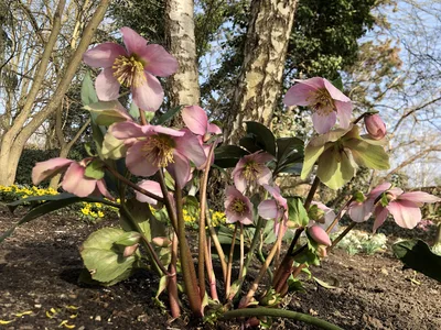 Hostagarten im Winter