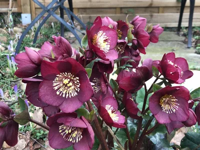 Hostagarten im Winter