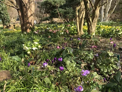 Hostagarten im Winter