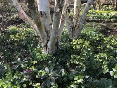 Hostagarten im Winter