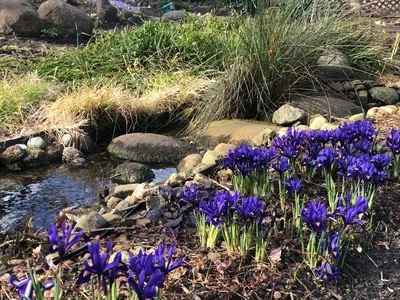 Hostagarten im Winter