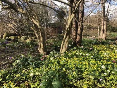 Hostagarten im Winter