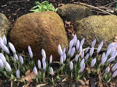 Hostagarten im Winter