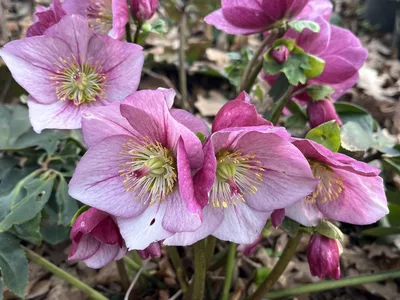 Hostagarten im Winter