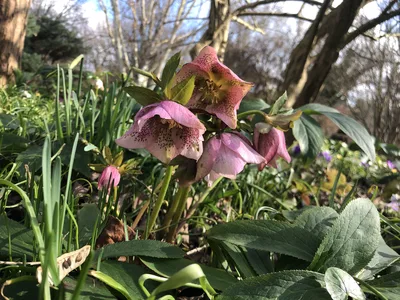 Hostagarten im Winter