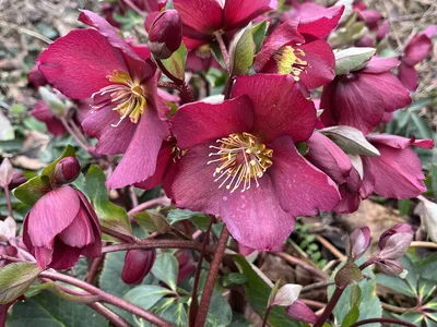 Hostagarten im Winter